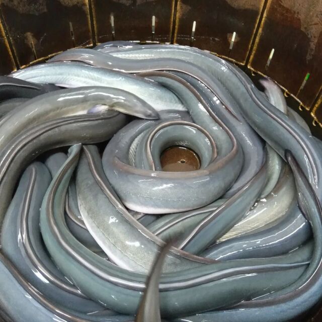 🎉 お知らせ 🎉
 皆様、こんにちは！当店の新鮮な鰻🐟を楽しみにされている方々へご案内です✨ 
本日【令和6年11月30日(土)】、おいしい新仔鰻が揃っております！主にハーフ・上サイズをご用意してお待ちしています👌 並や特上サイズも少量ではありますが、入荷しておりますので、この機会にぜひお試しください🙌 残念ながら特大サイズの入荷はございませんが、他のサイズでもしっかりと満足していただけること間違いなしです😊 当店ならではの技で丁寧に仕上げた一品を、どうぞ心ゆくまでお楽しみください💓

📍持ち帰りのご希望はお早めにどうぞ！皆様のお越しを心よりお待ちしております💁‍♀️

#鰻
#うなぎ
#鰻専門店
#新鮮な鰻
#鰻好き
#入荷情報
#川魚根本